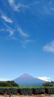 富士山と茶畑と青空 富士山と茶畑と青空の写真