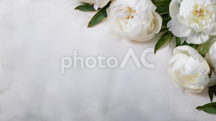 芍薬の花と白い布 芍薬,ピオニー,白の写真素材