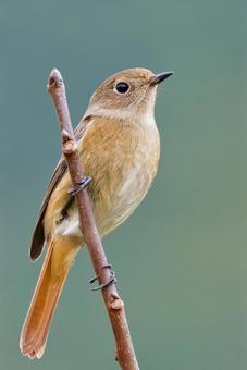 尾羽の長いジョウビタキ雌、縦位置 ジョウビタキ,尉鶲,雌の写真素材