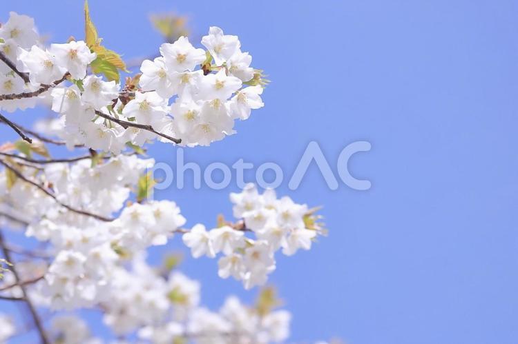 青い空に咲く白い桜の花（大島桜） さくら,大島桜,桜の写真素材