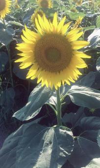 大きなひまわり2の写真