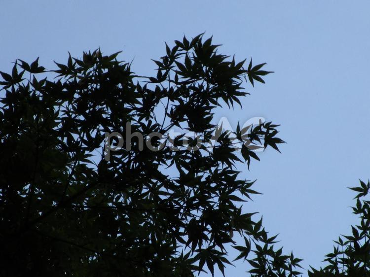 モノクロ風もみじ 木,もみじ,秋の写真素材