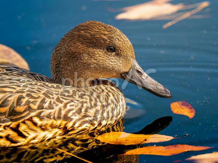 池を泳ぐオナガガモのメス オナガガモ,カモ,鴨の写真素材