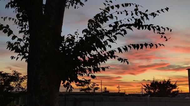 夕焼けのロマン 夕焼けのロマンの写真