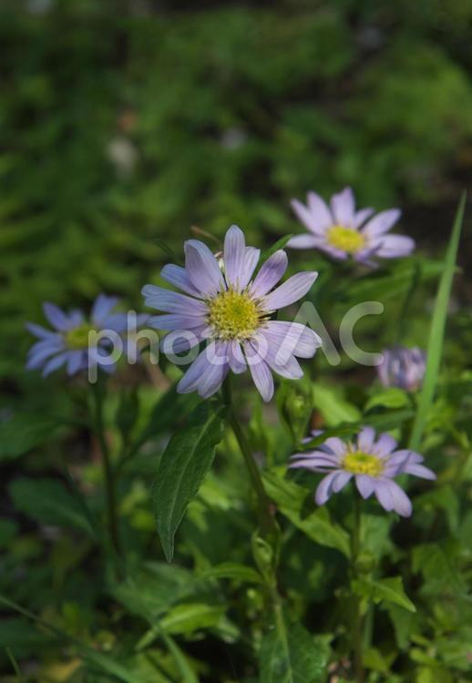 ムラサキのイソギク 植物,春,季節の写真素材