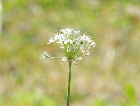 【花の写真】ニラの花の写真