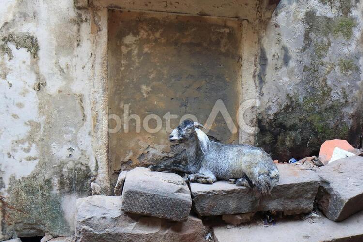 インド　バラナシ市街の路地で休む羊 羊,動物,黒の写真素材