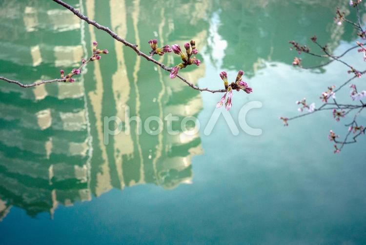 横浜街散歩 桜のつぼみ,冬,川の写真素材