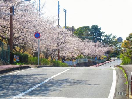 桜並木の道路 桜並木の道路 桜,桜並木,自然の写真素材