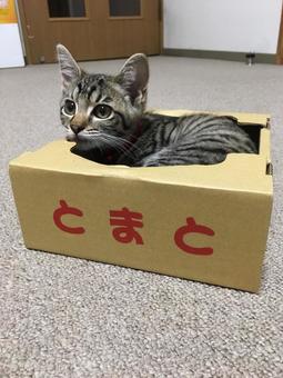 段ボールに入る猫 段ボールに入る猫の写真