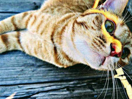 デッキでくつろぐ猫 デッキでくつろぐ猫 ネコ,茶トラ,デッキの写真素材