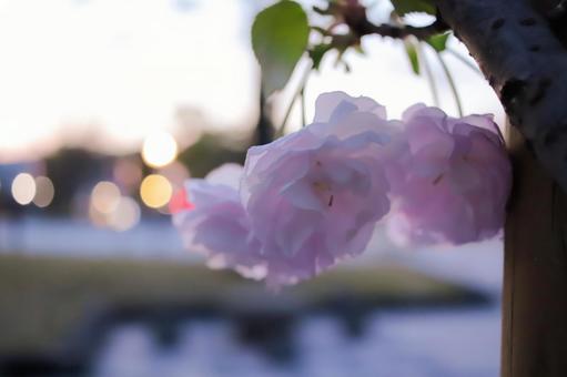 夕暮れ時の花 夕暮れ時の花の写真