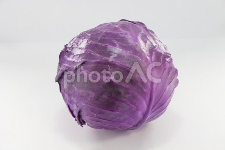   ムラサキキャベツ 紫キャベツ,キャベツ,赤キャベツの写真素材
