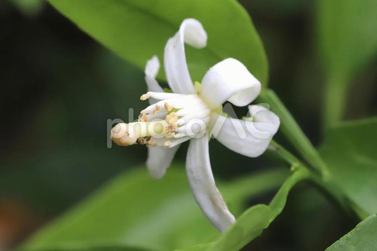 ミカンの花 柑橘,ミカン,みかんの写真素材