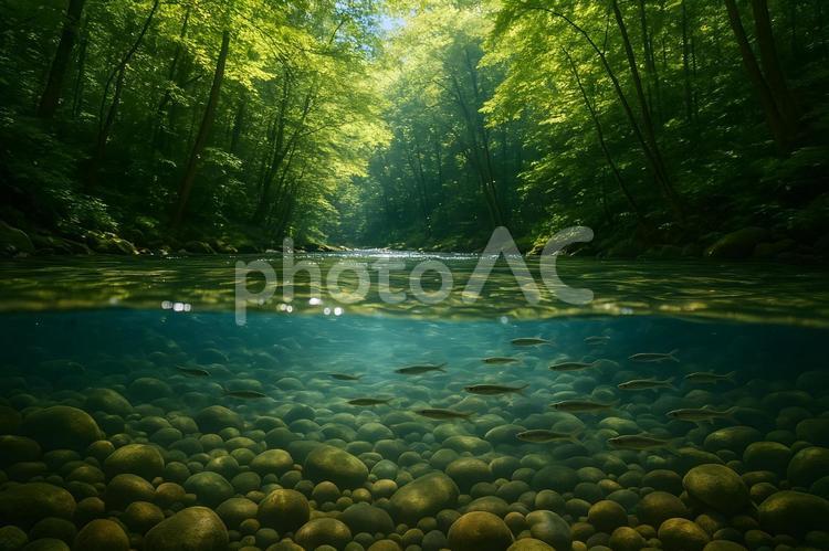 森林の清流と水中世界 清流,森林,水中の写真素材