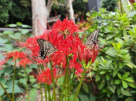 曼殊沙華と2匹の蝶 曼殊沙華と2匹の蝶の写真
