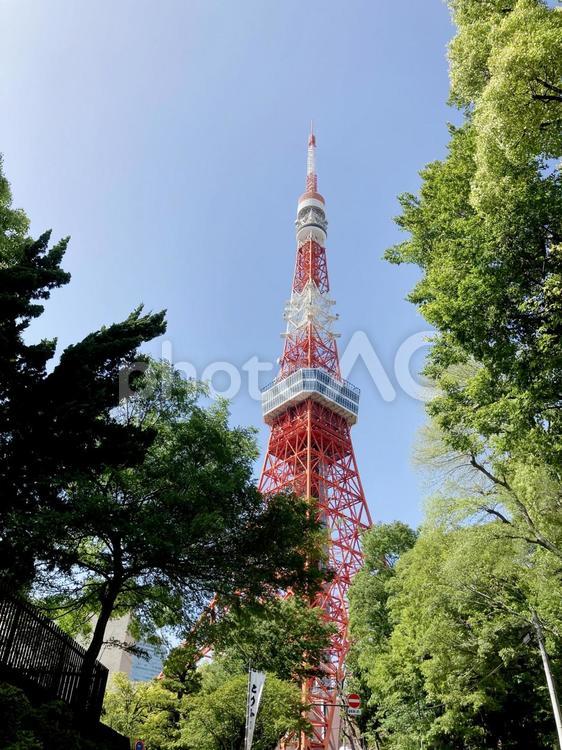 東京風景・芝公園 芝公園,東京タワー,電波塔の写真素材