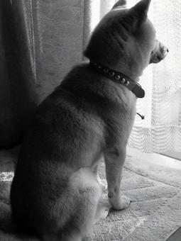 等待歸來的柴犬 等待歸來的柴犬