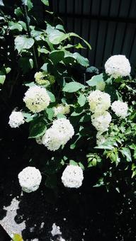白い花 白い花の写真