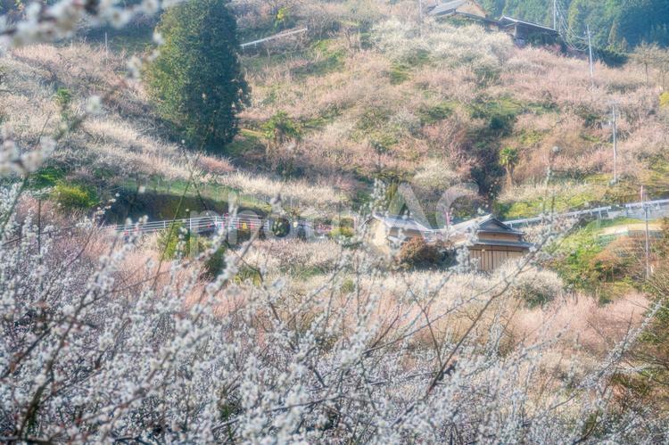 奈良【賀名生梅林】 奈良,賀名生梅林,五條市の写真素材