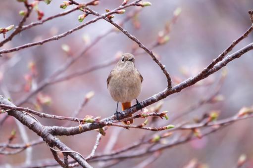 桜のつぼみと可愛いジョウビタキ 鳥,ジョウビタキ,自然の写真素材