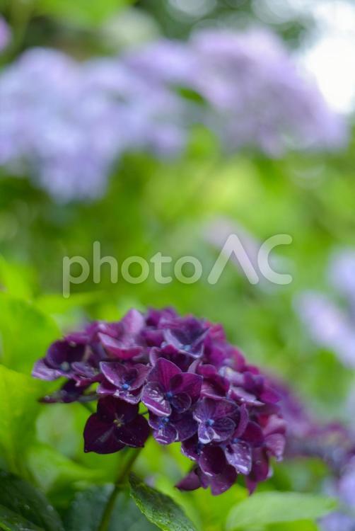 雨に濡れる紫の紫陽花 紫陽花,アジサイ,あじさいの写真素材