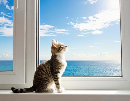 窓辺の猫、海の見える家 窓辺の猫、海の見える家の写真