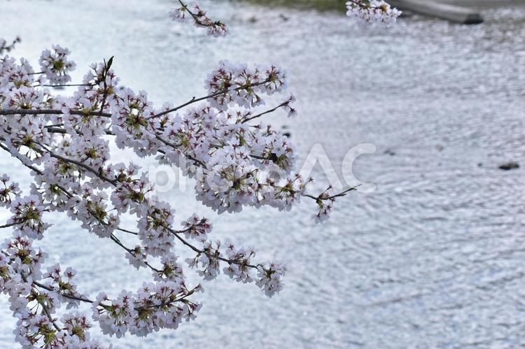 桜　中国地方　川 桜,中国地方,春の写真素材
