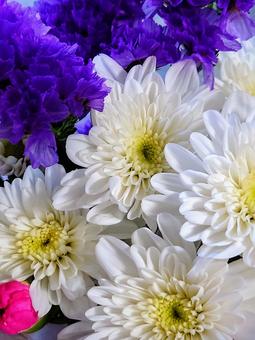 ご先祖様へ ご先祖様へ 菊,仏花,お盆の写真素材
