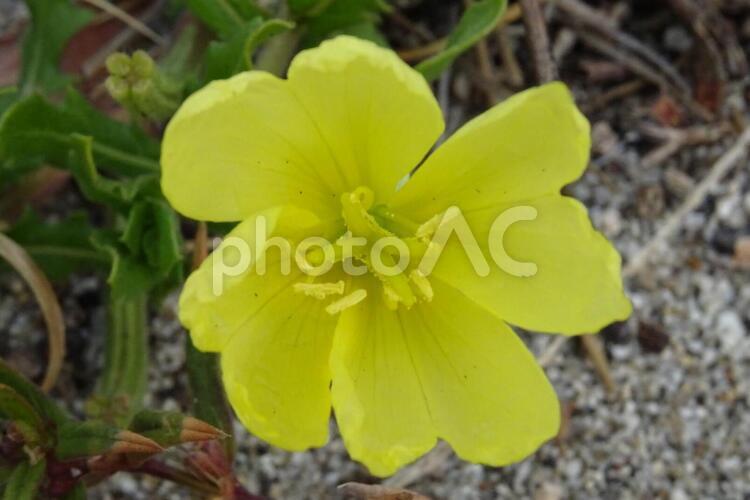 コマツヨイグサ 自然,葉,花の写真素材