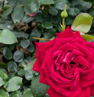 バラ 薔薇 バラ 薔薇の写真