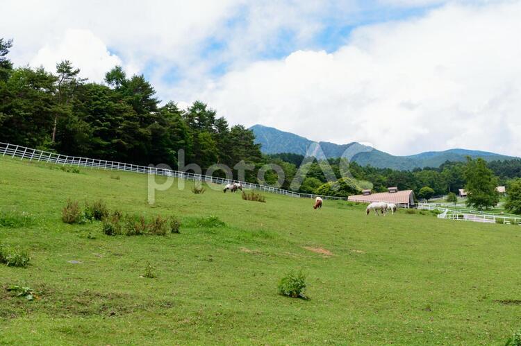 山梨県北杜市　八ヶ岳牧場 山梨,八ヶ岳牧場,北杜市の写真素材