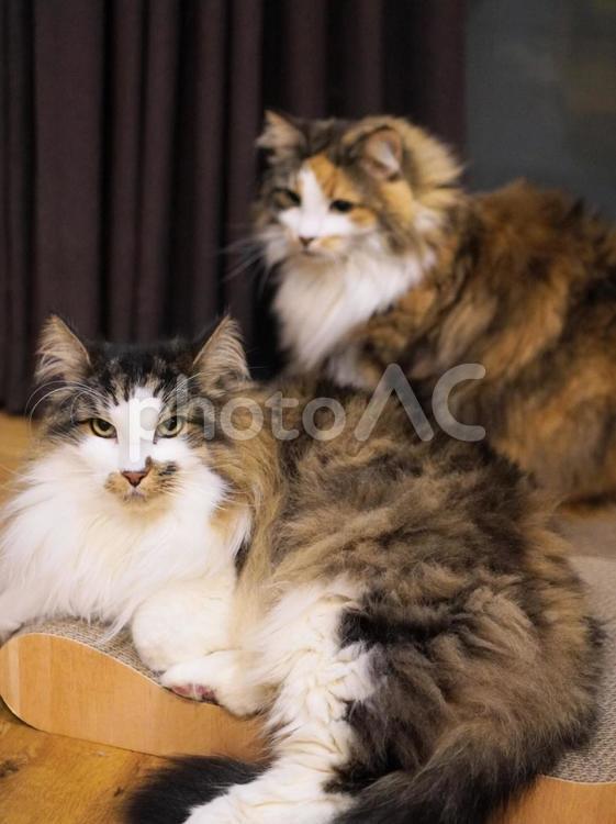 猫（ノルウェイジャンフォレストキャット） 猫,ねこ,ネコの写真素材