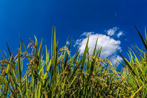 Photo, new rice, make rice, rice cultivation, 