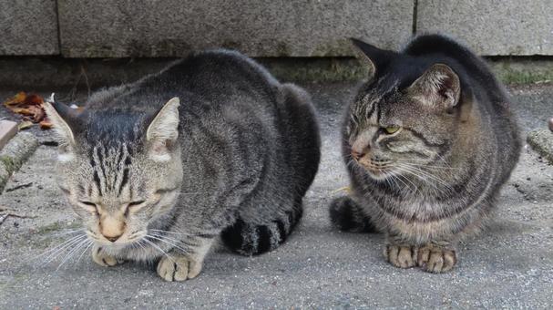 もふもふで可愛い猫たちの語り合い もふもふで可愛い猫たちの語り合い 猫,キジトラ,休憩の写真素材