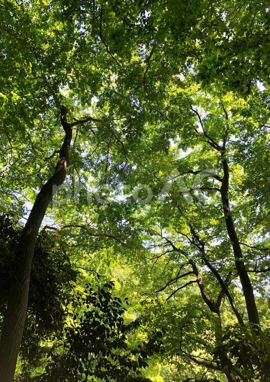 木漏れ日 木,樹木,森の写真素材