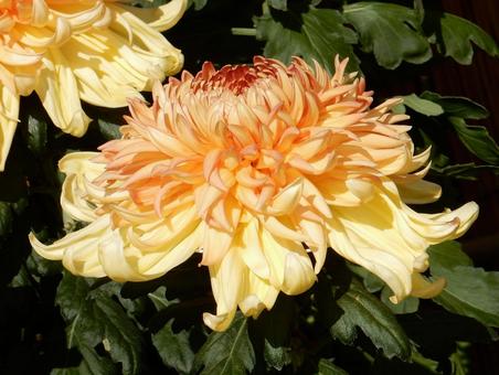 【風景写真】福山菊花展覧会の風景 キク,菊,菊花展の写真素材