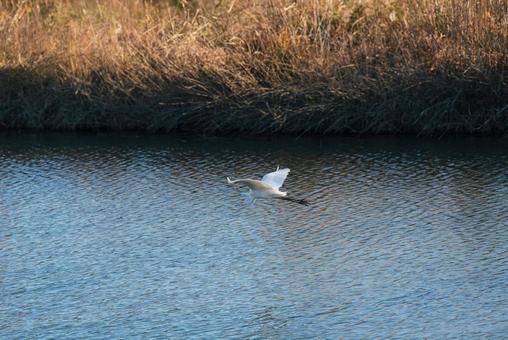 宙を優雅に舞うチュウサギ チュウサギ,シラサギ,鷺の写真素材