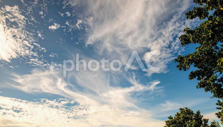 空と光と木 スカイ,フラッシュ,大自然背景の写真素材
