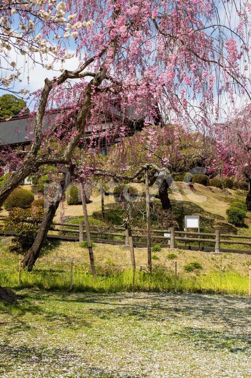 塩釜神社の桜⑵ 塩釜神社,陸奥国一宮,重要文化財の写真素材