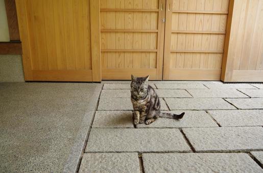 猫 猫の写真