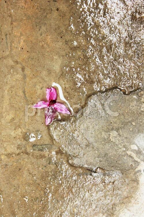 水溜りの上に散った花 花,コンクリート,ピンクの写真素材