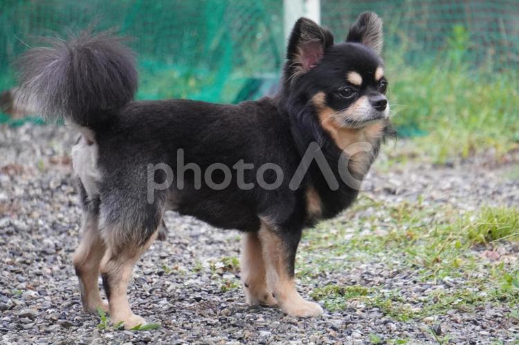 ロングコートチワワ・散髪したての横姿 犬,チワワ,散髪の写真素材