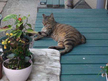 猫の休憩中 ネコ,ねこ,ペットの写真素材