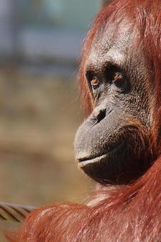 オランウータン ボルネオオランウータン,メス,上目遣いの写真素材