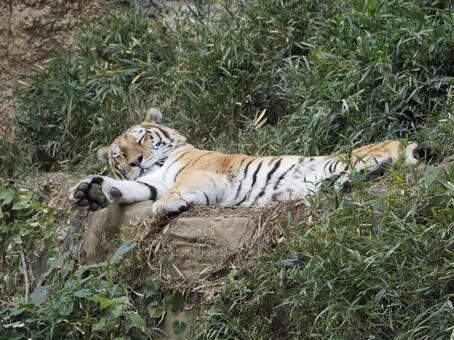 多摩動物公園のアムールトラ トラ,アムールトラ,虎の写真素材
