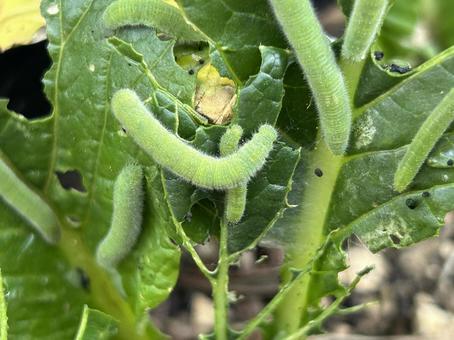 Caterpillar, JPG Caterpillar, JPG