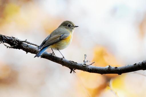 ルリビタキのメス ルリビタキ,鶲,メスの写真素材