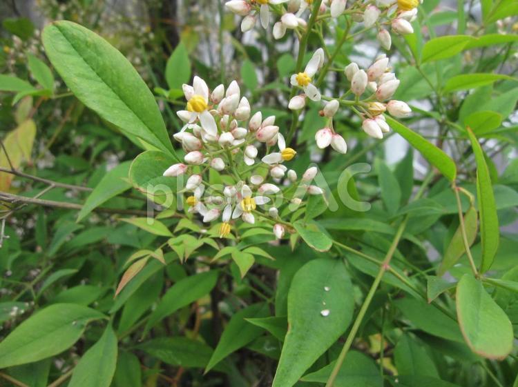 南天に咲く白い初夏の花 ナンテン,南天,花の写真素材