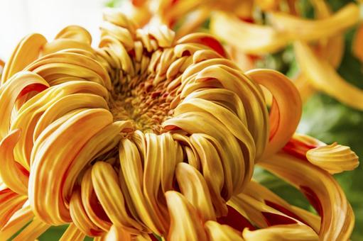 輪菊21（田原市） 輪菊,菊,キクの写真素材